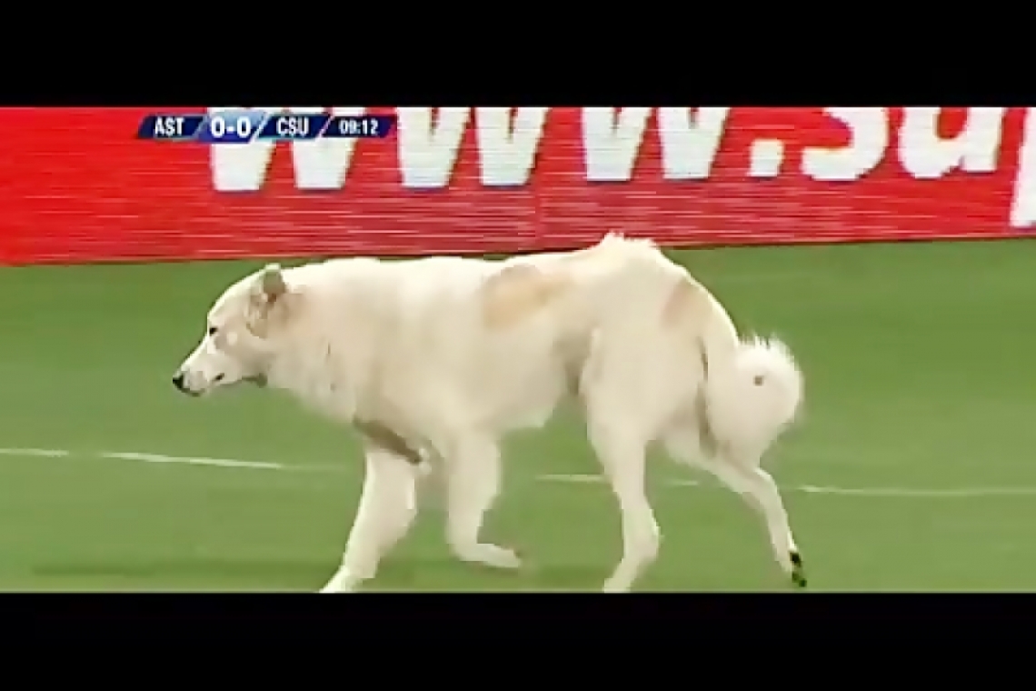 ببینید| ورود سگ بازیگوش به زمین فوتبال در بولیوی